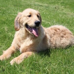 Preston · Macho Golden Retriever