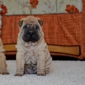 Wendy · Hembra Shar Pei