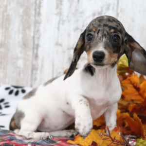 Neptune · Hembra Teckel (Dachshund)
