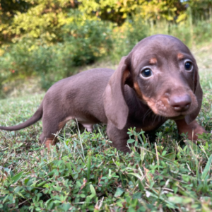 Terry · Macho Teckel (Dachshund)