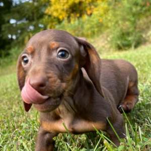 Tina · Hembra Teckel (Dachshund)