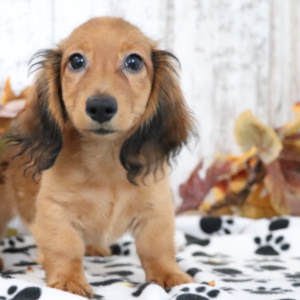 Max · Macho Teckel (Dachshund)