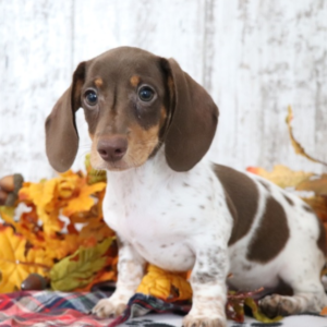 Saturn · Macho Teckel (Dachshund)