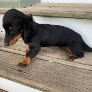 Peaches · Hembra Teckel (Dachshund)