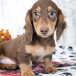 Zeus · Macho Teckel (Dachshund)
