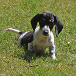 Trixie · Hembra Teckel (Dachshund)