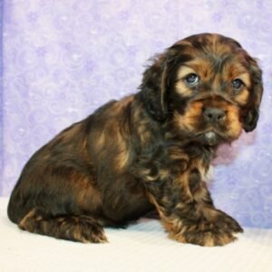 Sofia · Hembra Cocker Spaniel