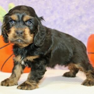 Sarafin · Hembra Cocker Spaniel