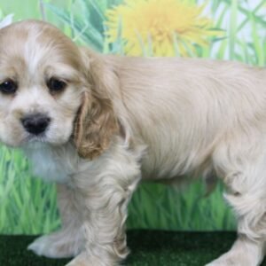 Adam · Macho Cocker Spaniel