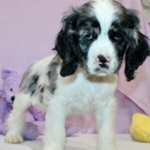 Haze · Macho Cocker Spaniel