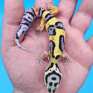 Gecko Leopardo #GH323 · 200 €