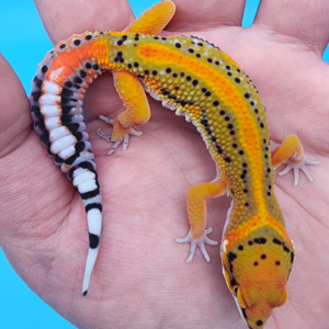 Gecko Leopardo #GH32321
