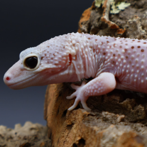 Gecko Leopardo #GH3232 · 300 €