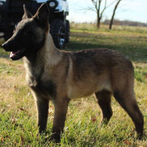 Jama · Hembra Malinois