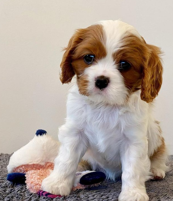Cavalier King Charles