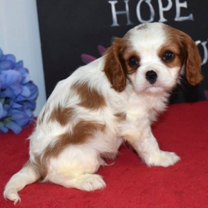 Nala · Hembra Cavalier King Charles Spaniel