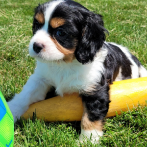 Jethro · Macho Cavalier King Charles Spaniel