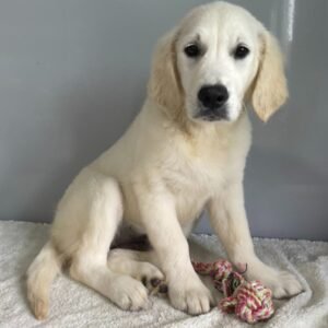 Emilia · Hembra Golden Retriever