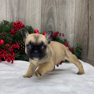 Ronald · Macho Bulldog Francés