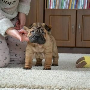 Teddy · Macho Shar Pei