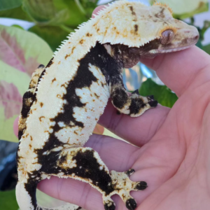 Gecko Crestado #GE26212