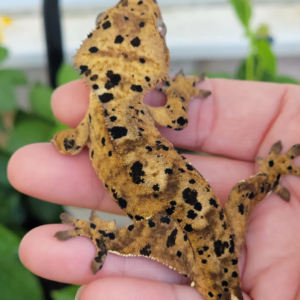 Gecko Crestado #GE412 · 169 €