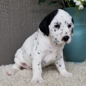 Spot · Macho Dálmata