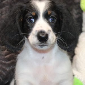 Elsy · Hembra Teckel (Dachshund)