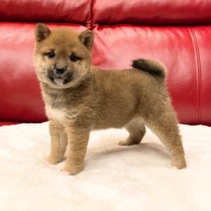 Alex · Macho Shiba Inu