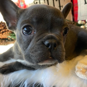 Saphire · Hembra Bulldog Francés