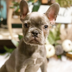 Mia · Hembra Bulldog Francés