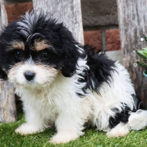 Khole · Hembra Cavachón