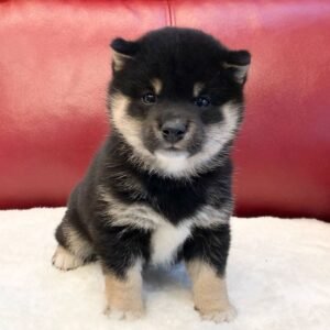 Mandy · Hembra Shiba Inu