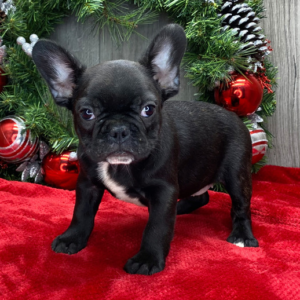 Jason · Macho Bulldog Francés