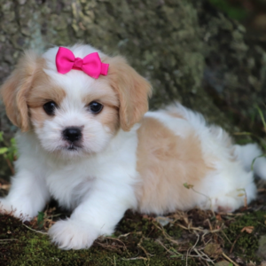 Emerson · Hembra Cavachón