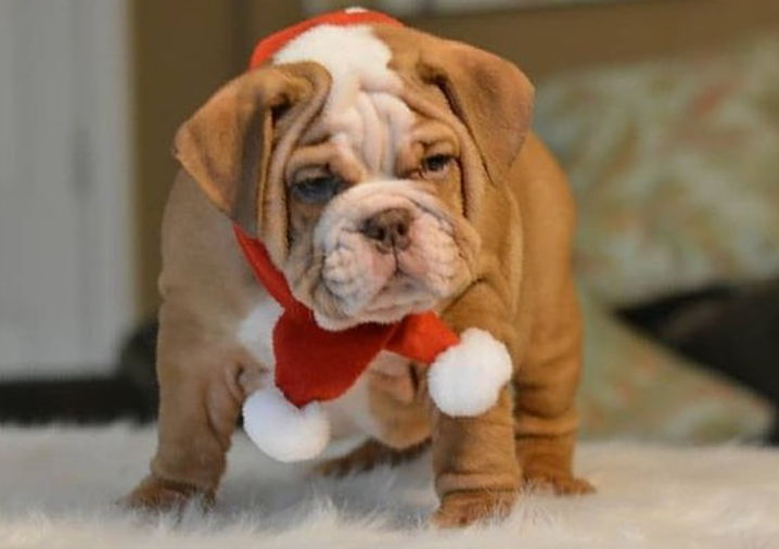 Bulldog inglés