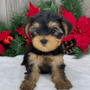 Remi · Hembra Yorkshire Terrier