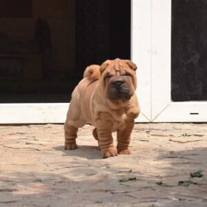 Chloe · Hembra Shar Pei