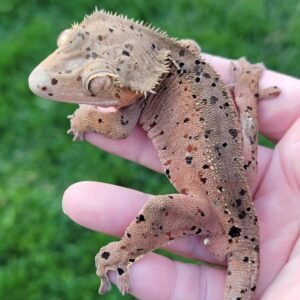 Gecko Crestado #GE26212