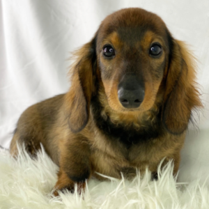 Sammy · Macho Teckel (Dachshund)