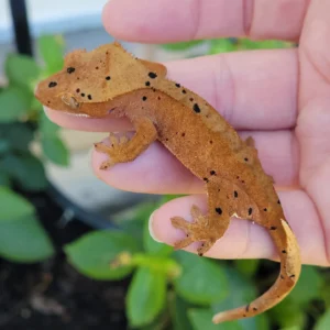 Gecko Crestado #GE412