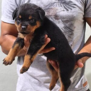 Nala · Hembra Rottweiler