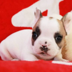 Ruger · Macho Bulldog Francés