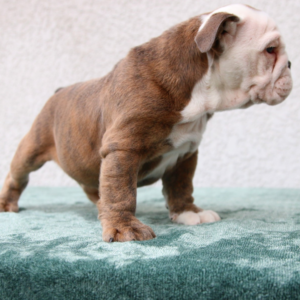 Odin · Macho Bulldog Inglés