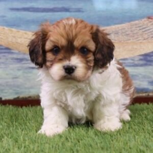 Rockland · Macho Cavachón