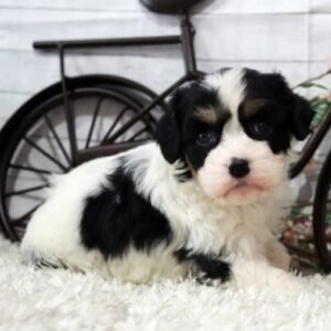 Cassidy · Hembra Cavachón