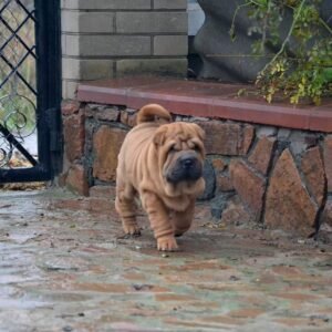 Bray · Macho Shar Pei