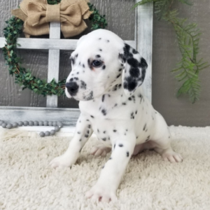 Simon · Macho Dálmata