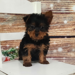 Willow · Hembra Yorkshire Terrier