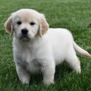 Victoria · Hembra Golden Retriever